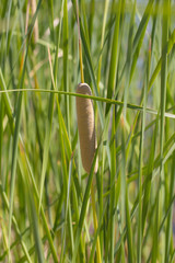 bulrush in nature © schankz