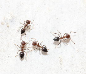 ants on a white wall. macro