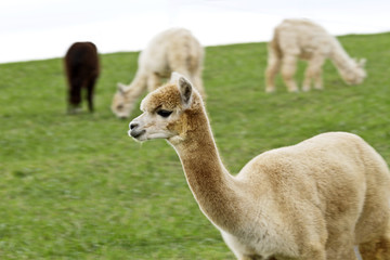 Obraz premium Alpaca flock grazes on hillside pasture