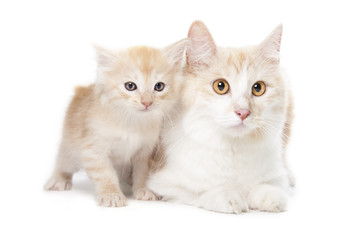 Kurilian Bobtails kitten