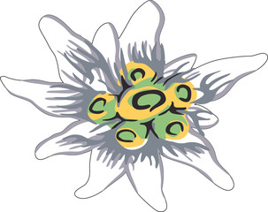 Vector illustration of a edelweiss flower