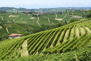 Langhe, vineyards