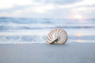 nautilus shell on beach, pale sunrise light and  tropical sea - 56094047