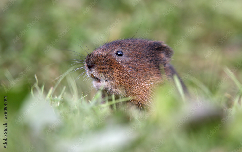 Canvas Prints Water vole, Arvicola terrestris