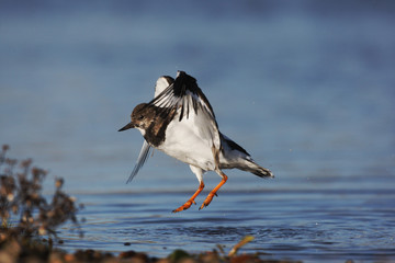 Turnstone, Arenaria interpres