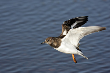 Turnstone, Arenaria interpres