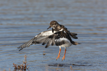 Turnstone, Arenaria interpres