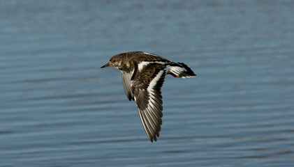 Turnstone, Arenaria interpres