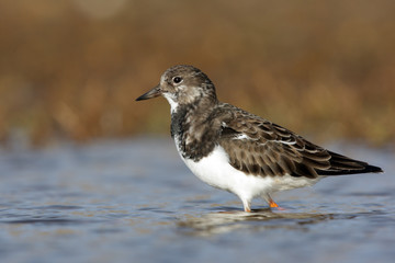 Turnstone, Arenaria interpres