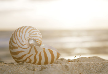 nautilus shell on beach, sunrise and  tropical sea