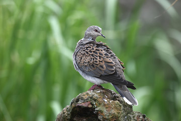 Turtle dove, Streptopelia turtur