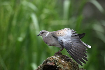 Turtle dove, Streptopelia turtur