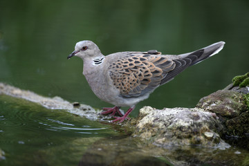 Turtle dove, Streptopelia turtur