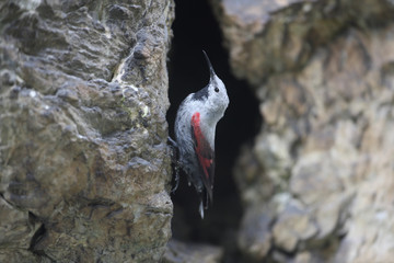 Wallcreeper, Tichodroma muraria, Bulgaria, July 2009