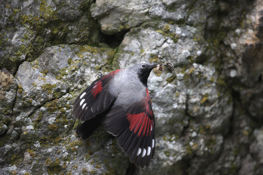 Wallcreeper, Tichodroma muraria, Bulgaria, July 2009
