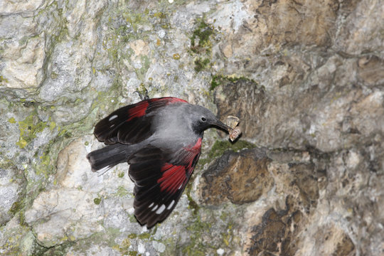 Wallcreeper, Tichodroma muraria, Bulgaria, July 2009