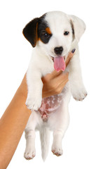 Jack Russell puppy with your owner