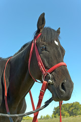 Obraz premium Horse head over blue sky