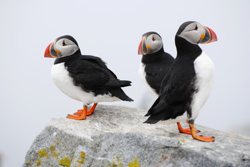 Three Puffins Standing on a Rock