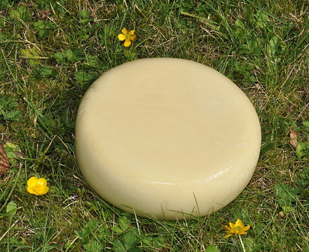 K&auml;selaib im Gras