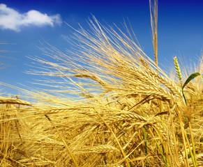 Wheat field against a blue sky