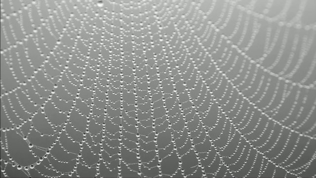 Cobweb with morning dew