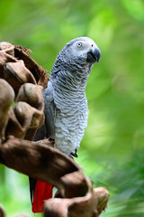 African Grey Parrot