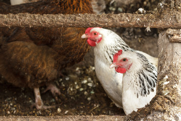 chicken