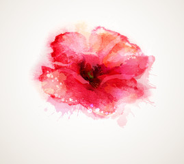 The flowering red poppy