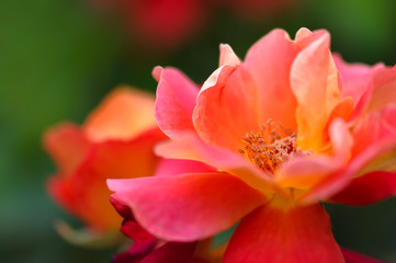 Fototapeta na wymiar Beautiful pink yellow rose in the garden - Macro shot