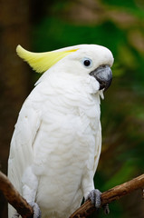 Sulphur-crested Cockatoo