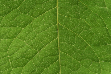 Green leaf vascualr system