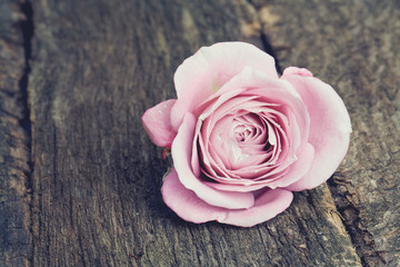 single purple rose on wooden surface