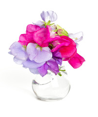 sweet pea blossoms isolated on white