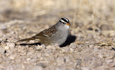 White-crowned sparrow, Zonotrichia leucophrys