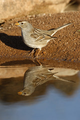 White-crowned sparrow, Zonotrichia leucophrys