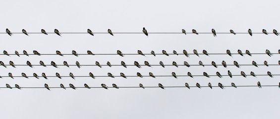 Flock swallows resting on wire