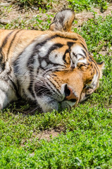 Sleeping Tiger Portrait Close Up