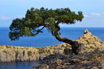 Fototapeta premium Marine landscape with a tree on a rock