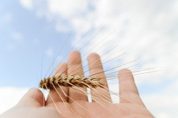 wheat