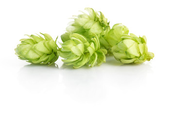 hop plant isolated on white background