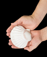Scallop shell