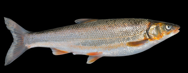 Fish (Leuciscus brandti) 11