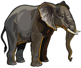 Obraz premium african elephant