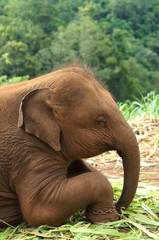 Fototapeta na wymiar baby elephant thailand