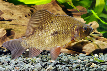 Crucian carp