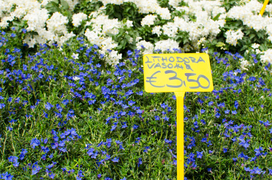 Blue and white lithodora plants for sale with price tag