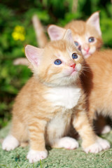 Obraz premium little kitten in nature