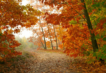 Autumn park © SJ Travel Footage