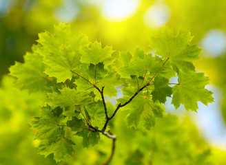Green leaves background